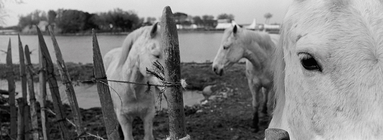 Camargue Horses