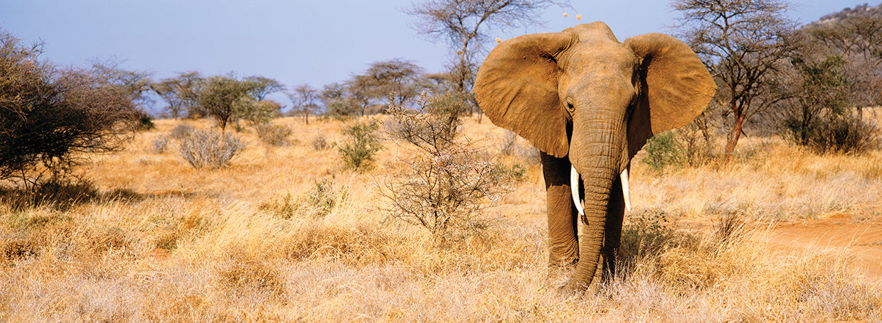 Elefante Safari de Kenia Lienzo