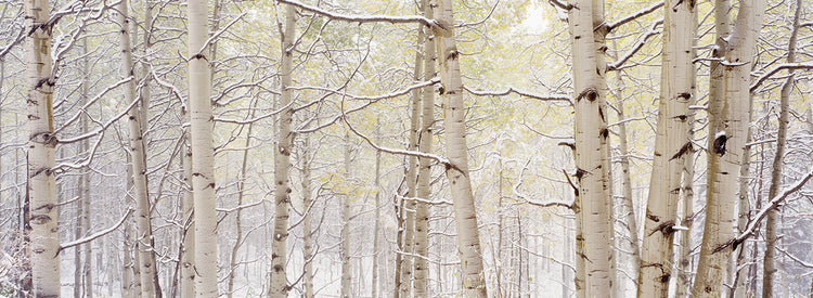 Colorado Silver Aspens