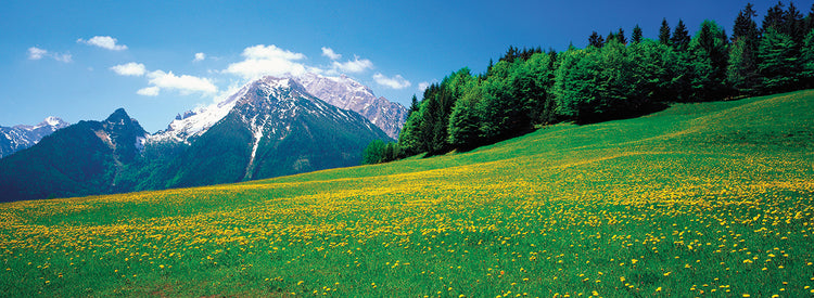 Primavera bávara Lienzo