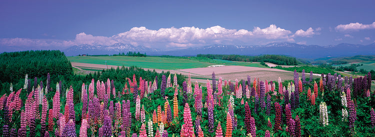 Japanese Lupines
