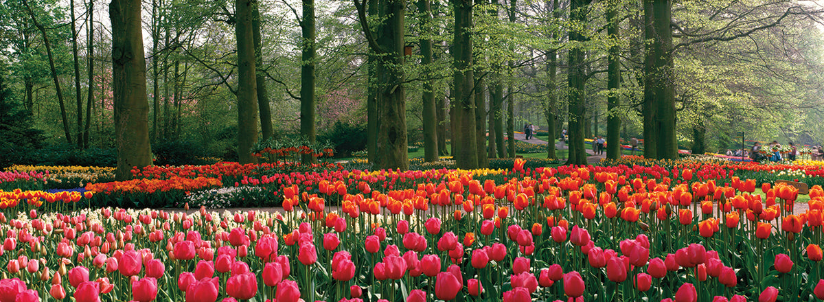 Dutch Tulip Garden