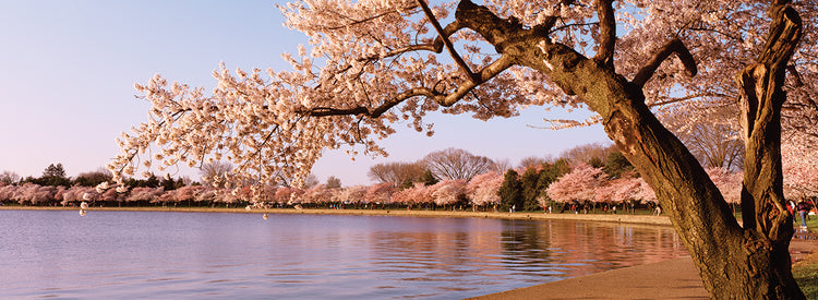 Flores de cerezo de Potomac Lienzo