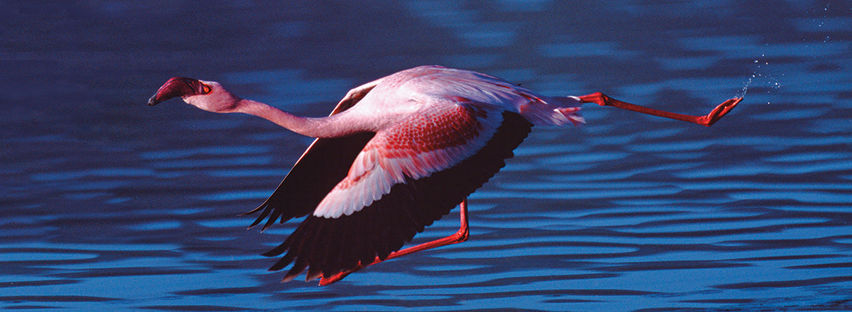 Flamingo Flying Over