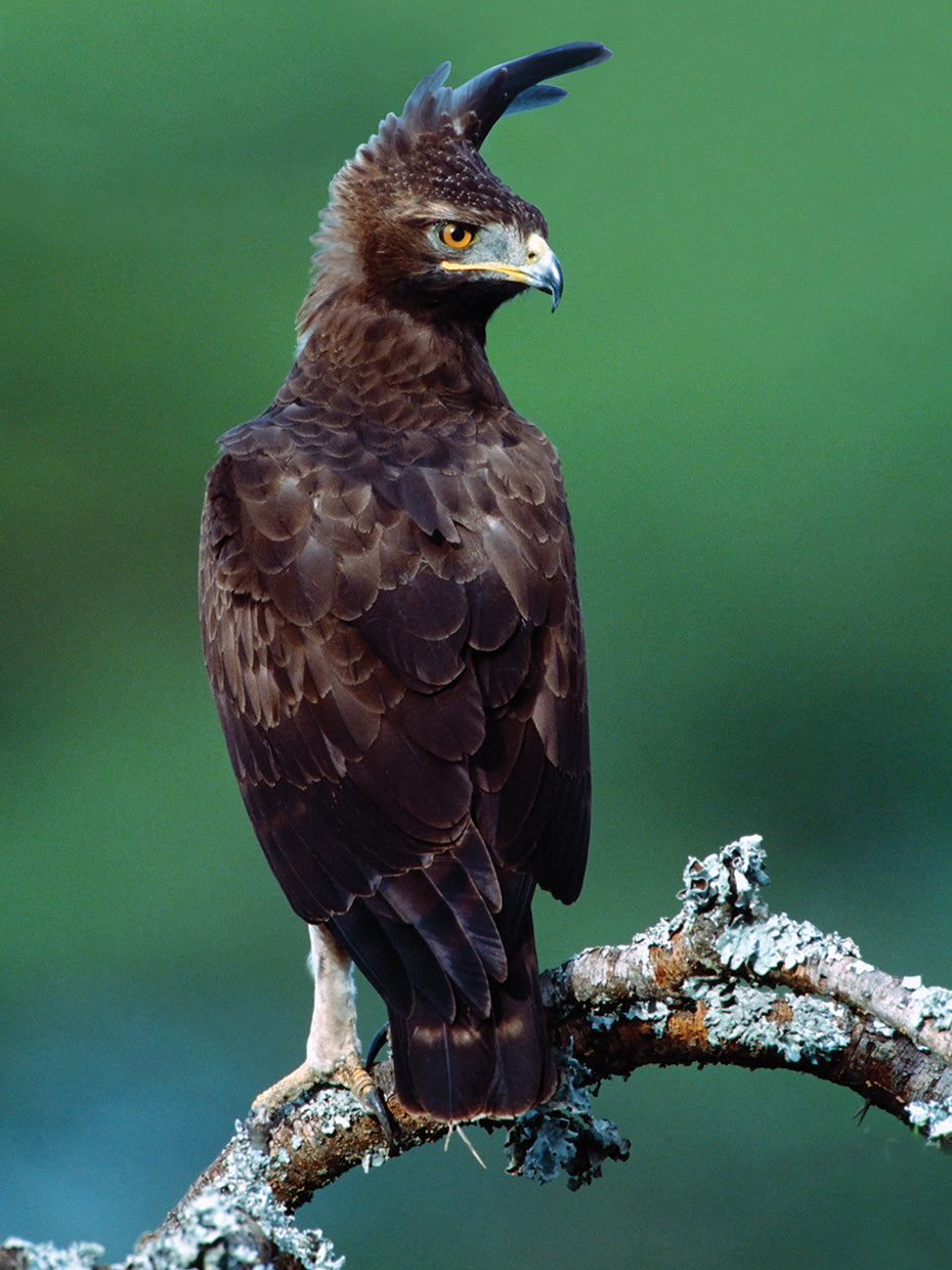 Águila crestada de cerca Lienzo