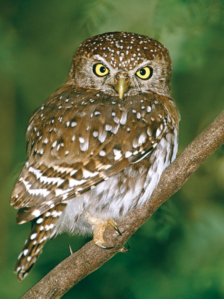 Pearl Spotted Owl