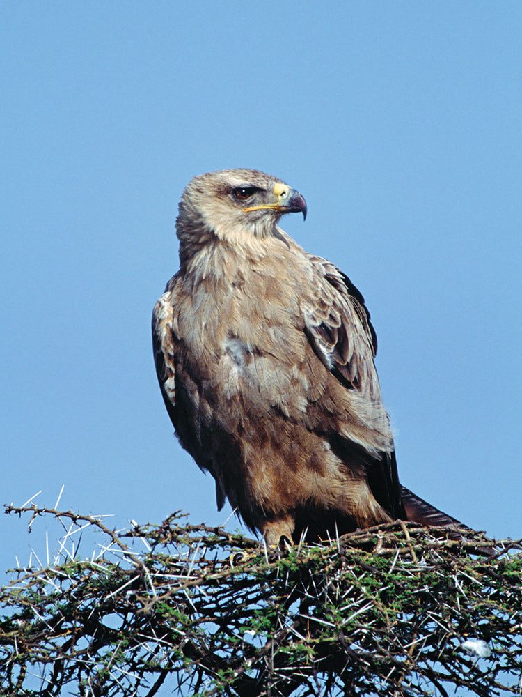 Nido de águila rojiza Lienzo