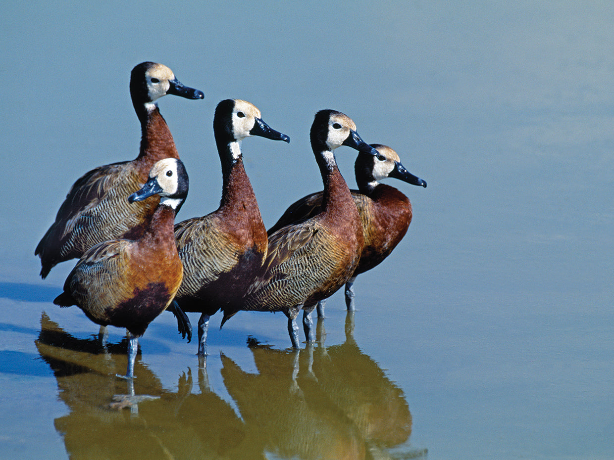 Patos de cara blanca Lienzo