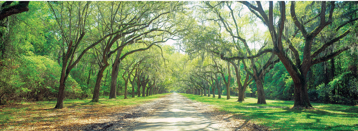 Live Oaks Lane Shadows