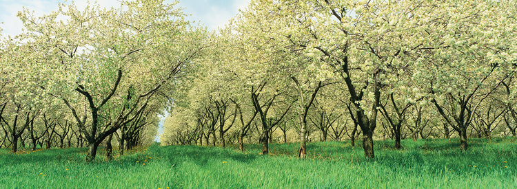 Fila del huerto de cerezos Lienzo