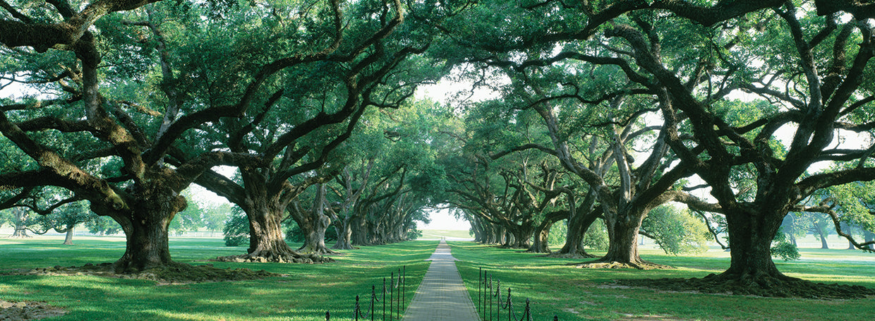 Camino de roble NOLA Lienzo