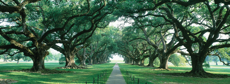 Camino de roble NOLA Lienzo