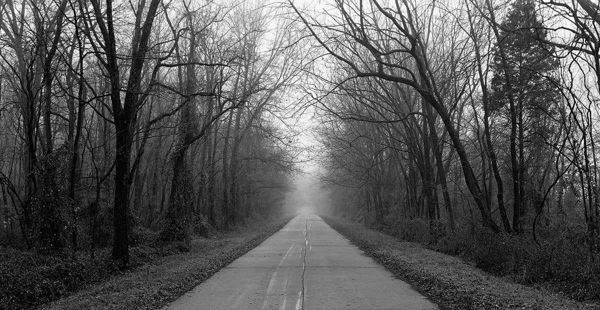 Foggy Forest Trail