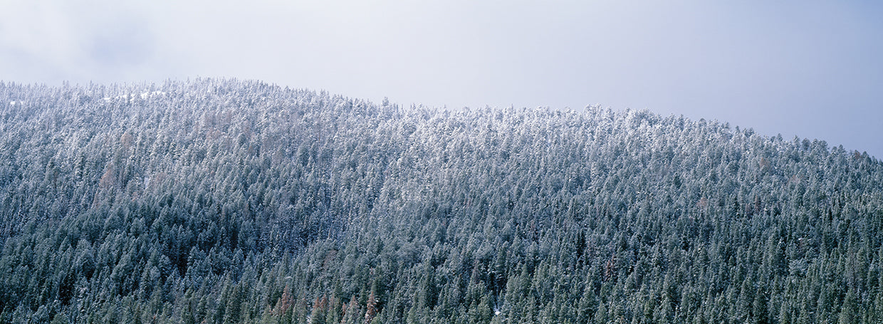 Bosque Nacional de Montana Lienzo