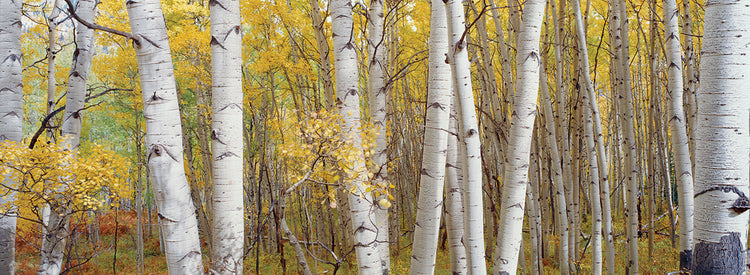 Lost in the Aspens
