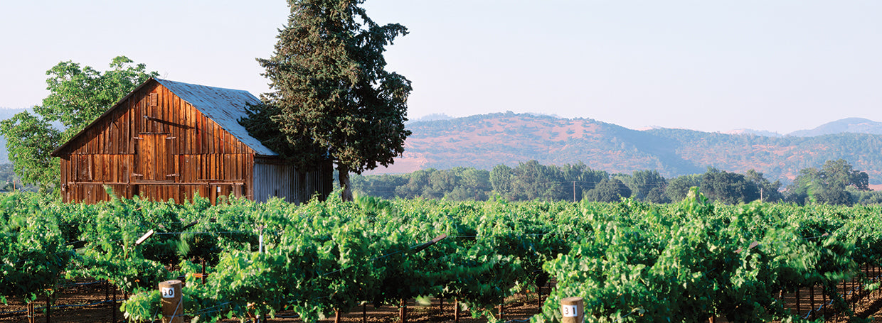 Napa Couny Vineyard