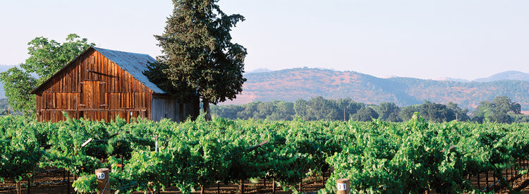 Napa Couny Vineyard