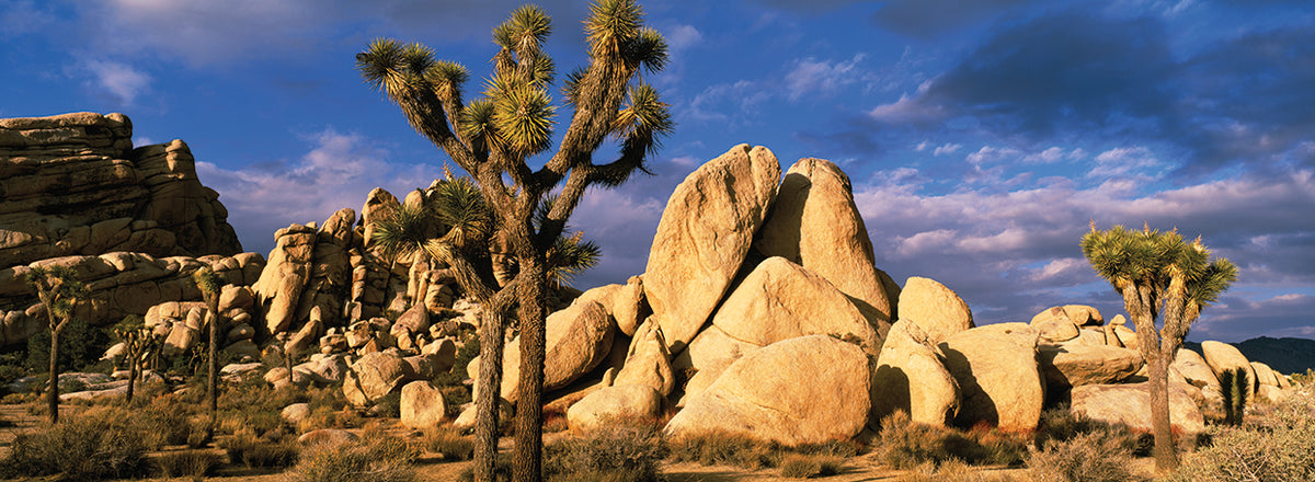Joshua Tree Boulders