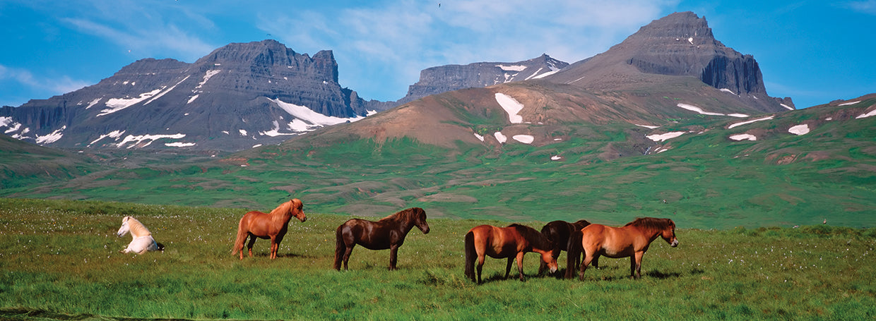 Iceland Meadow Horses
