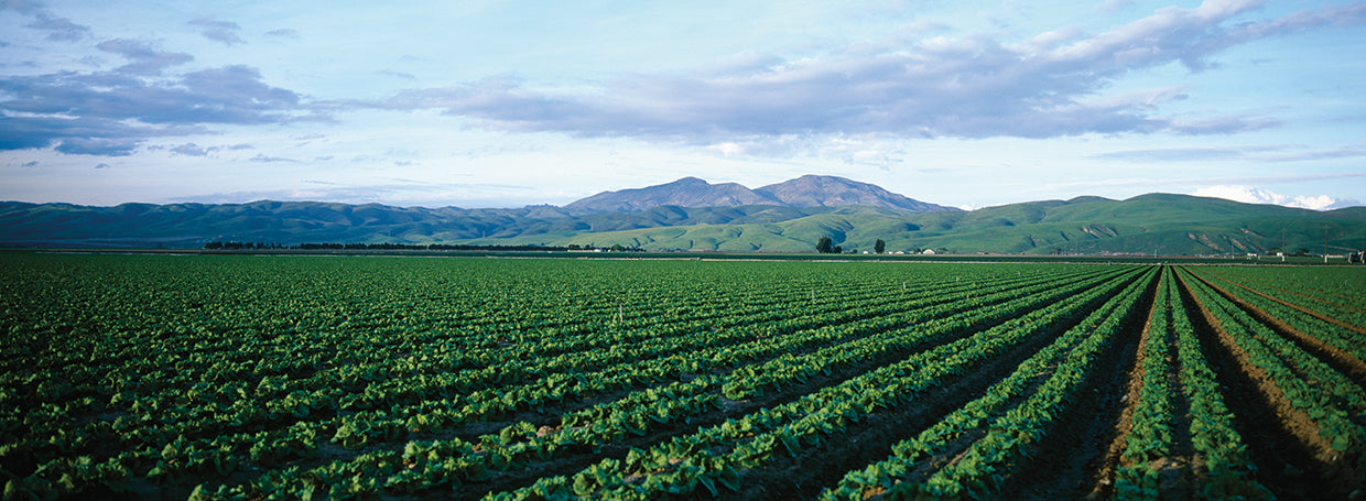 Cultivos agrícolas de California Lienzo