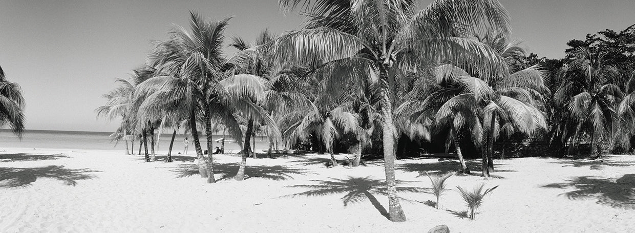 Palmas de playa de Jamaica Lienzo