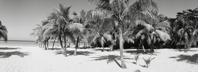 Palmas de playa de Jamaica Lienzo