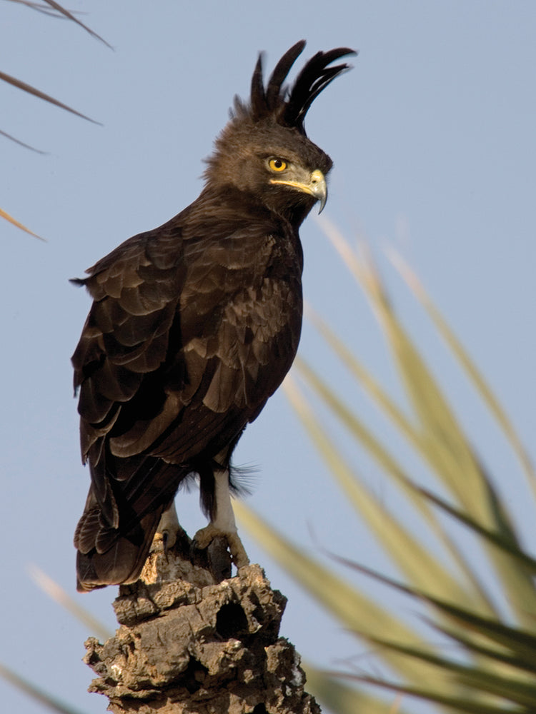 Águila de plumas oscuras Lienzo