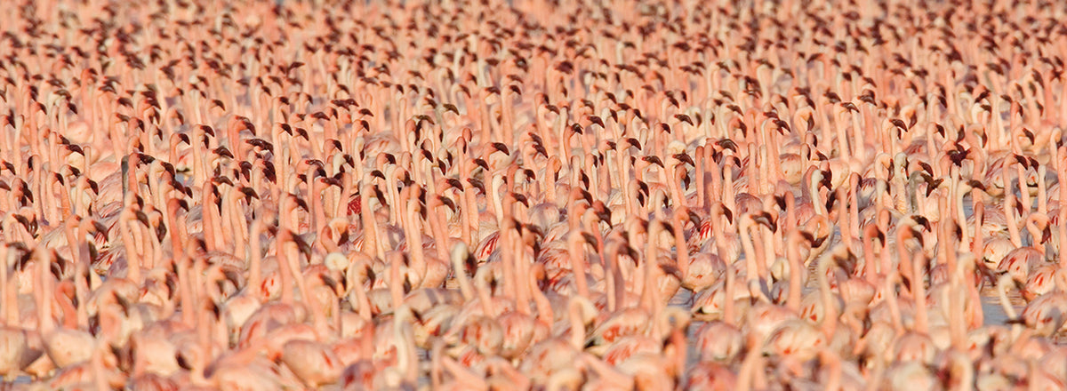 Pink Party of Flamingos
