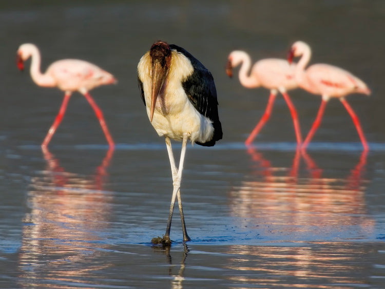 Long Legged Bird Pals