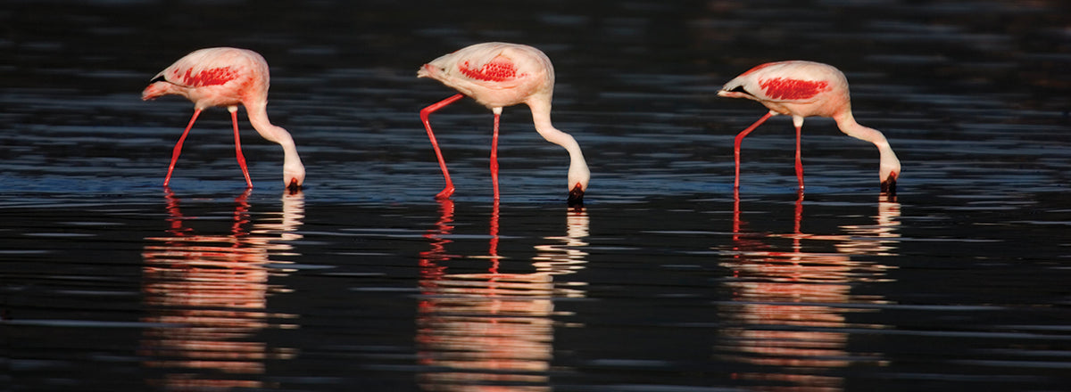Flamingo Mirror