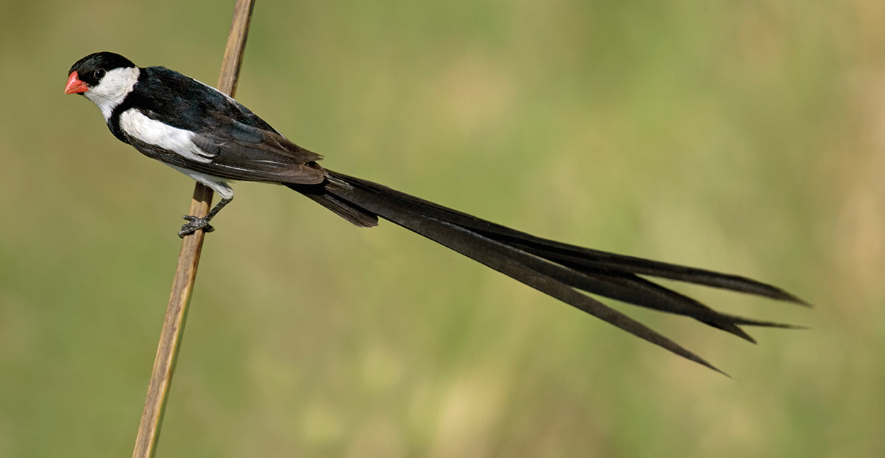 Pájaro exótico de Wyndah Lienzo