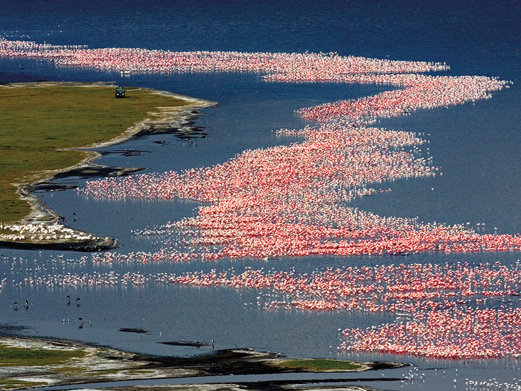 Olas rosas flamencos Lienzo