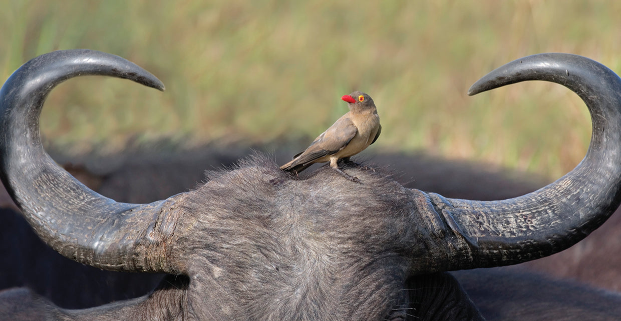 Pájaro en un buey Lienzo