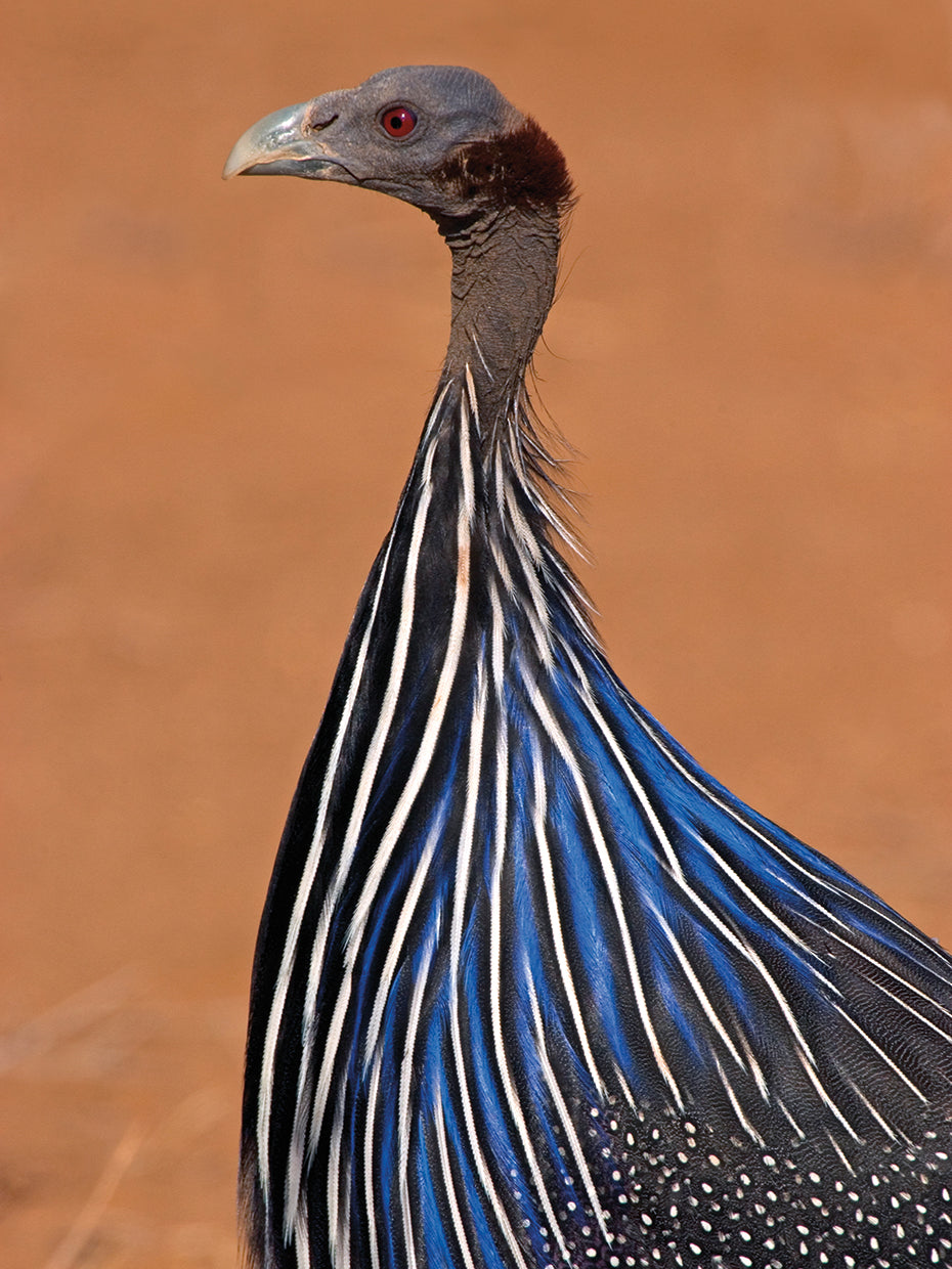 Blue Feathers Fowl