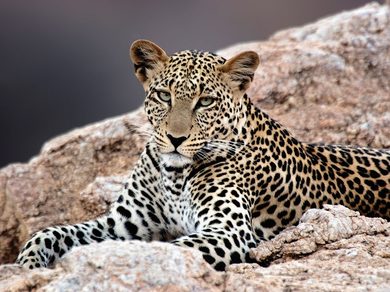 Leopardo de roca perezoso Lienzo