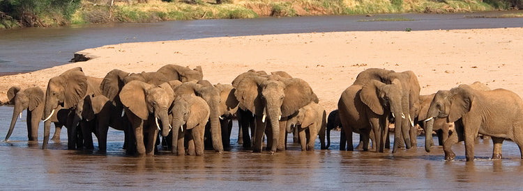 African River Elephants