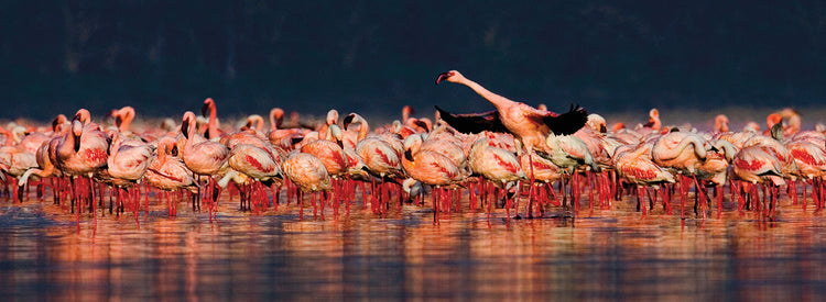 Flamencos rosa melocotón Lienzo