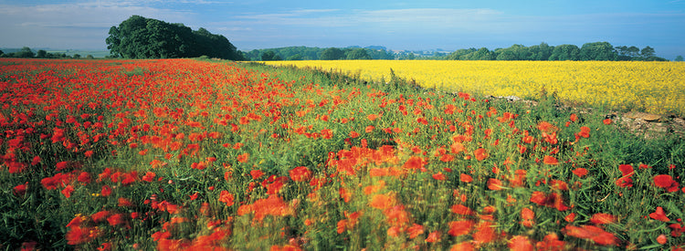 English Flower Fields