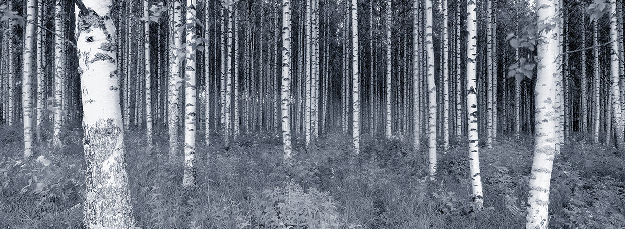 Scandi Silver Forest