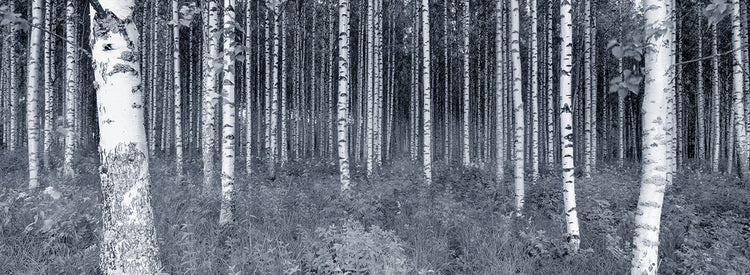 Bosque de plata Scandi Lienzo