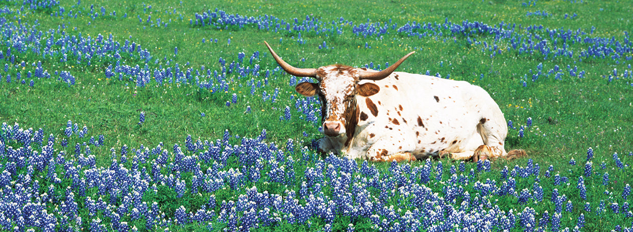 Bluebells Longhorn Lienzo