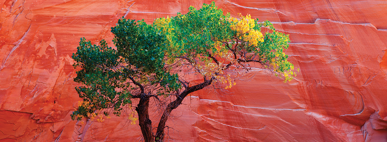 Cottonwood Sandstone