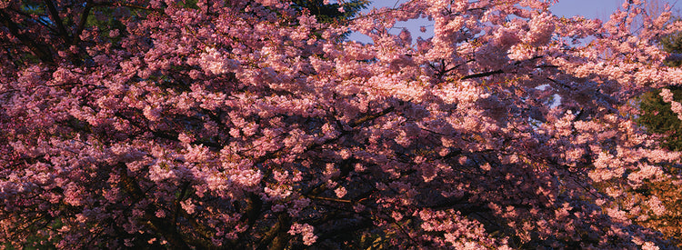 Pink Petals Cherry Tree