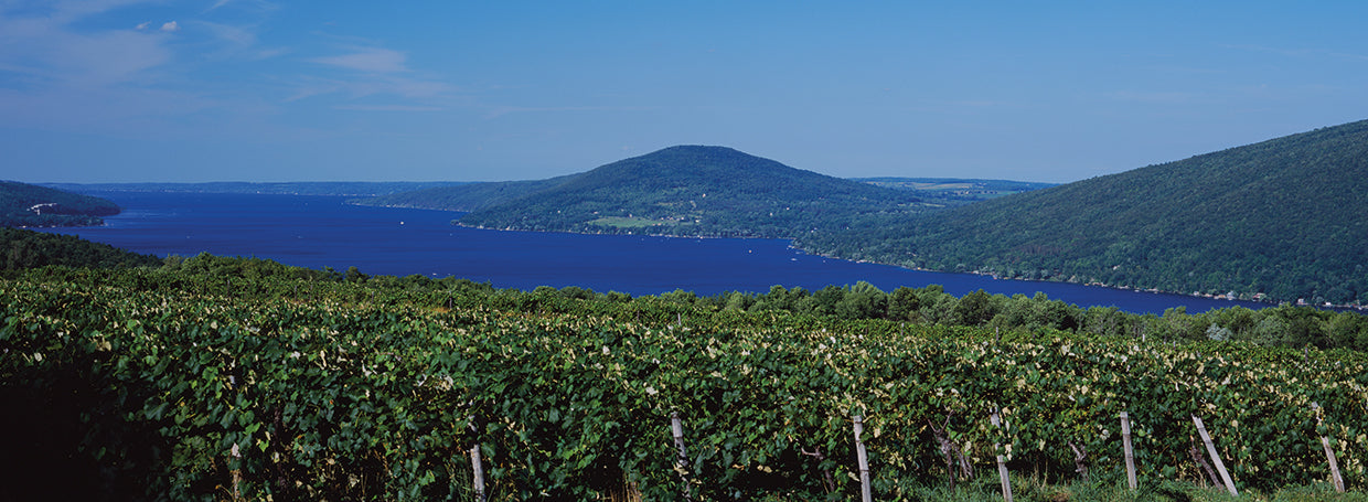 Viñedos de Finger Lake Lienzo