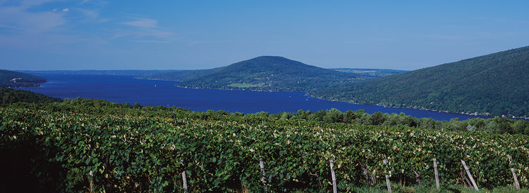 Viñedos de Finger Lake Lienzo