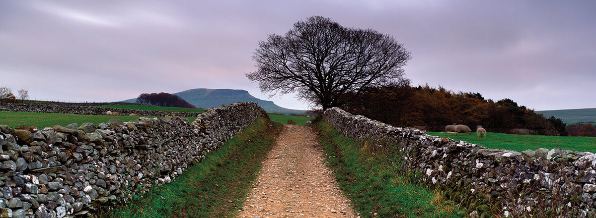 Yorkshire Country Path