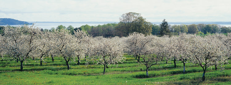 Cerezos de Michigan Lienzo