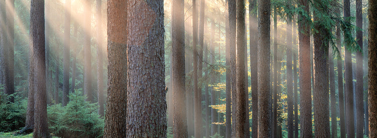 Streaming Sun Forest Lienzo