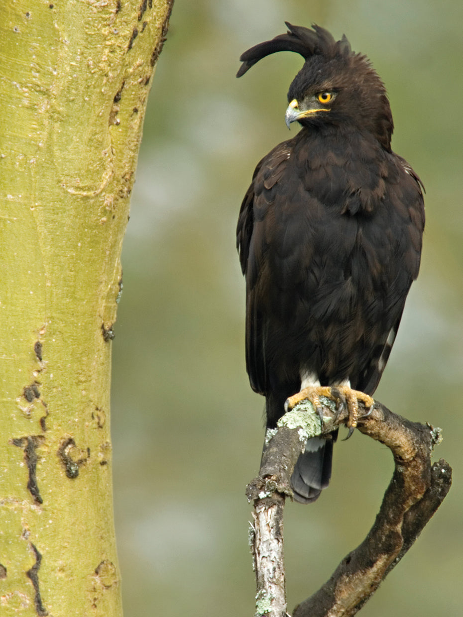 Águila posada de Kenia Lienzo