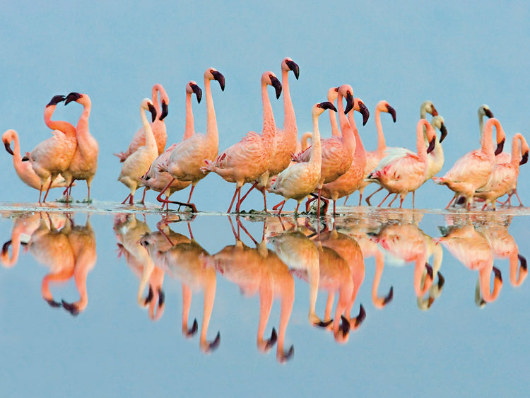 Chanclas Flamingo Lienzo